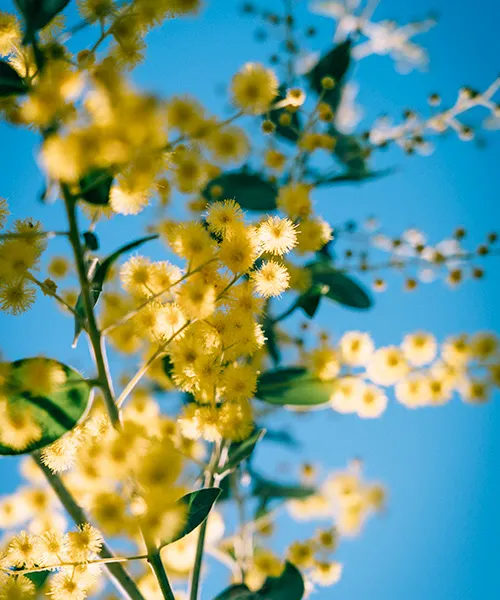 A branch covered in small yellow flowers against a blue sky.sustainable landscaping