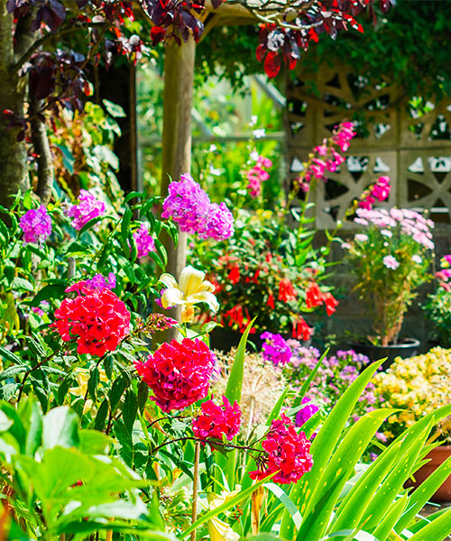 Jardin pollinisateur avec beaucoup de fleurs. aménagement paysager durable