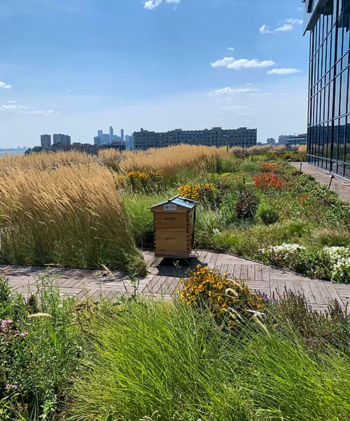 An Alvéole hive on a green roof surrounded by long grass and flowers. design de bureau durable