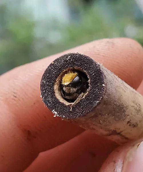 A solitary bee peeks its head out of a tube from a wild bee hotel