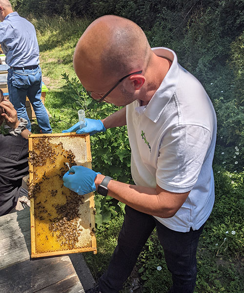 A scientist from Apilab takes a samples of honey from a beehive.urban beekeeping benefits