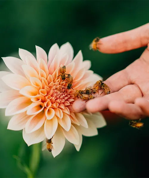 Abeilles sur une main et une fleur