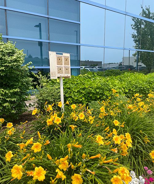 A BeeHome stands outside a building surrounded by greenery and yellow flowers.wild bee hotels