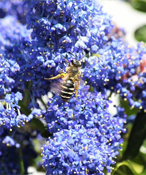 Une guêpe pollinise une fleur d'un jardin urbain. avantages des jardins urbains