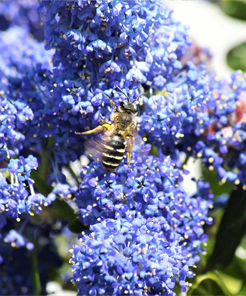 Une guêpe pollinise une fleur d'un jardin urbain. avantages des jardins urbains