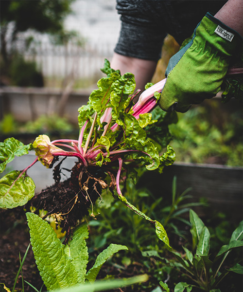 Une personne récolte les fruits et légumes d'un jardin urbain. avantages des jardins urbains