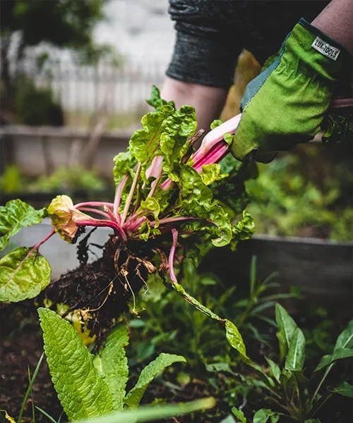 Une personne récolte les fruits et légumes d'un jardin urbain. avantages des jardins urbains