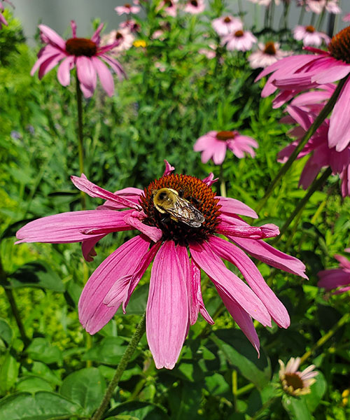 Bumble bee on a pink flower. green building certification