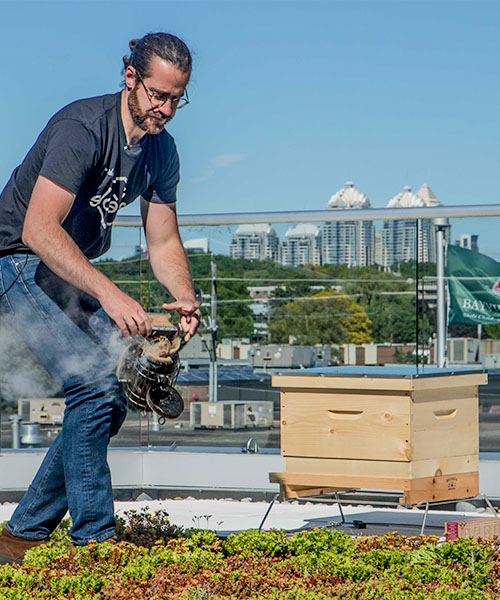 L'apiculteur Alvéole utilise un enfumoir sur une ruche de toit. impact de l'apiculture urbaine