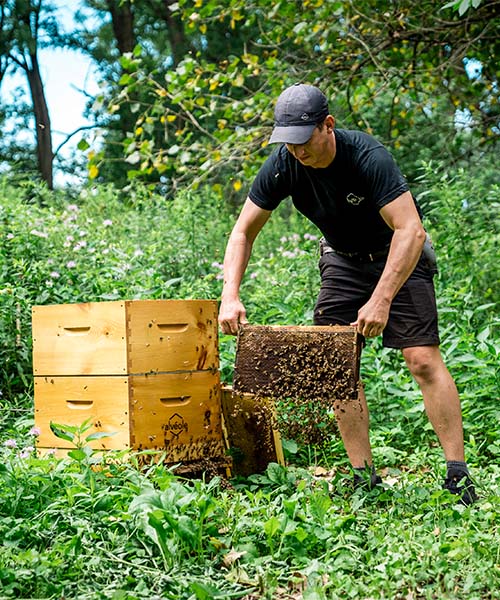 L'apiculteur Alvéole retire un cadre d'une ruche d'abeilles. impact de l'apiculture urbaine
