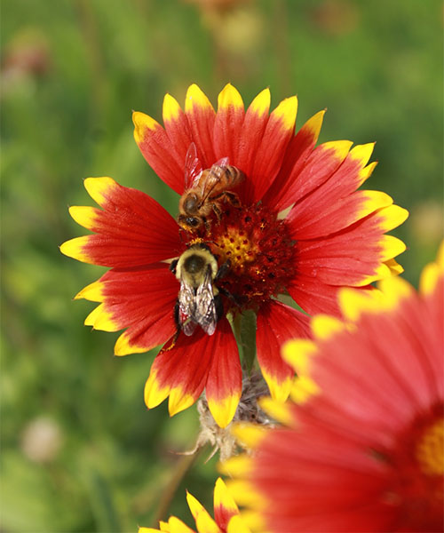 Abeille et bourdon sur une fleur rouge et jaune. impact de l'apiculture urbaine