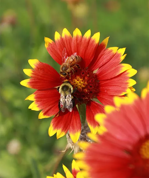 Abeille et bourdon sur une fleur rouge et jaune. impact de l'apiculture urbaine