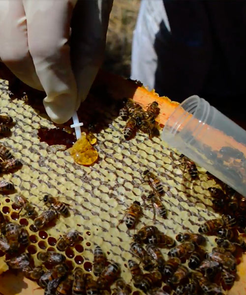 Researcher collects a sample of honey from a hive