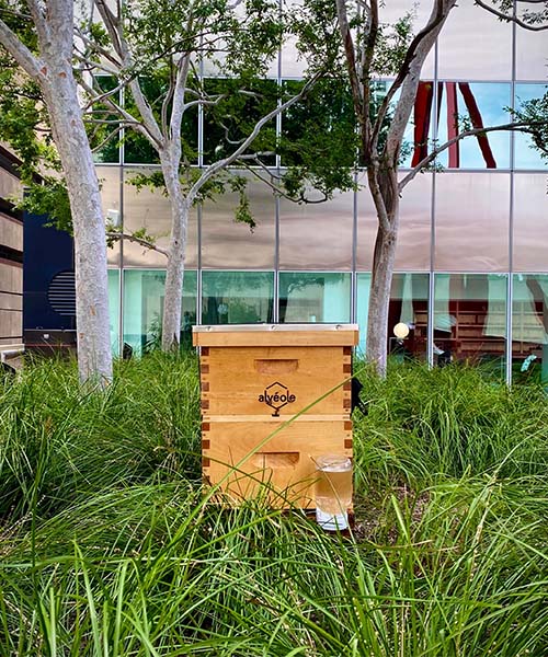 Alvéole beehive in long grass surrounded by buildings