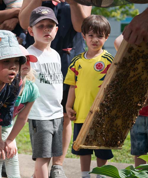 Children look closely at a frame of honey bees during a workshop
