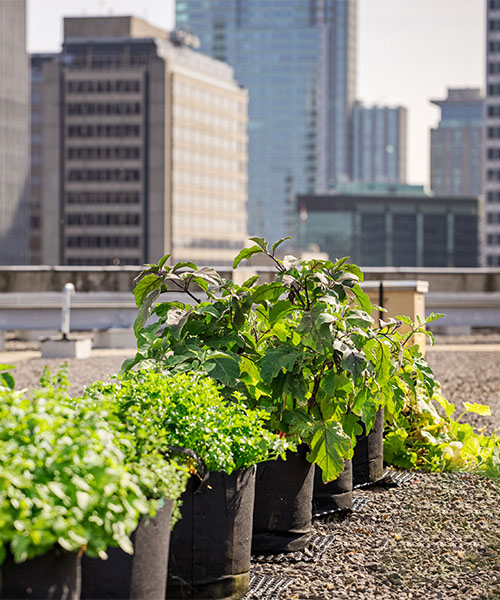 Urban garden on a rooftop