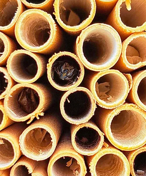 Une abeille sauvage émerge d'un tube en bois creux dans un hôtel à abeilles. importance des pollinisateurs