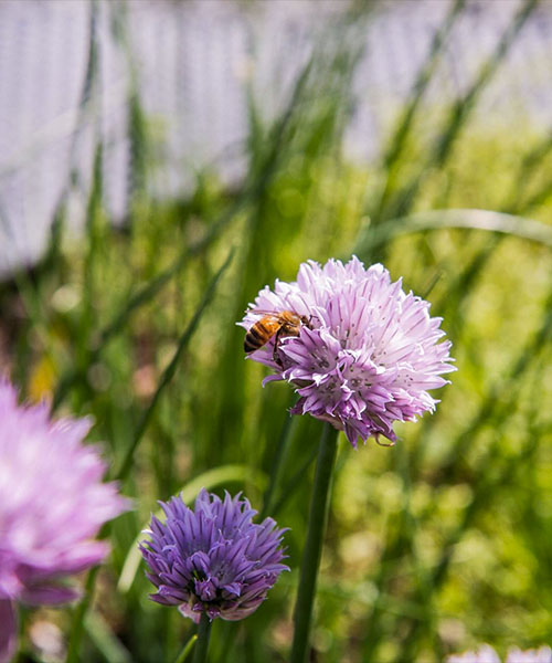 Une abeille sur une fleur mauve. agriculture urbaine durable