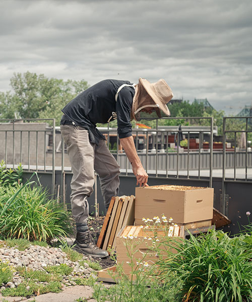 l'impact de l'apiculture urbaine. avantages de l’apiculture en milieu urbain