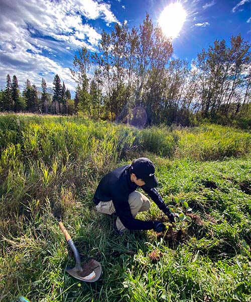 A person plants a tree in a field. protecting pollinators