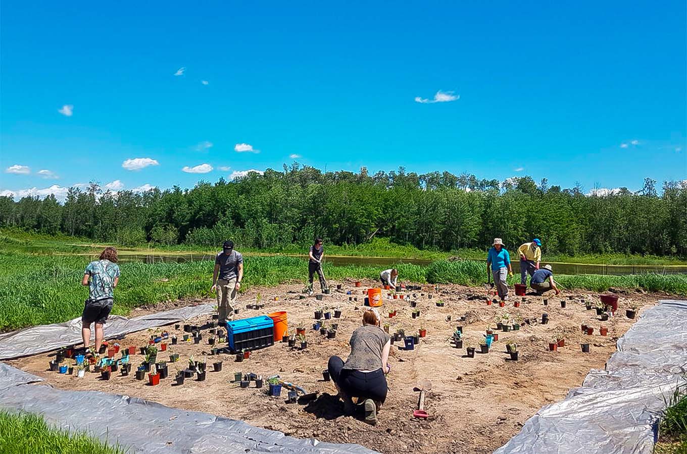 A group of people plant seedlings in a plot of soil. protecting pollinators