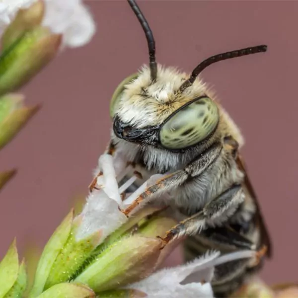 Leafcutter wild bee. how to support wild bees