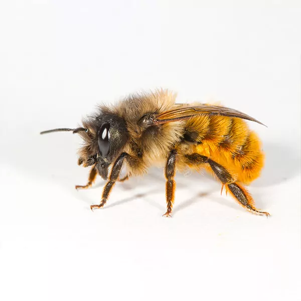 Mason bee. how to support wild bees