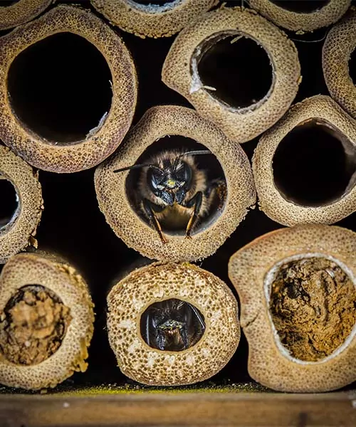 A bee emerging from a hollow wooden tube in a bee hotel