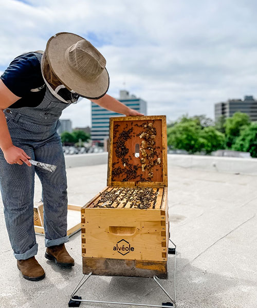 A beekeeper inspects a honey bee hive on a rooftop in the city. beekeping for commercial