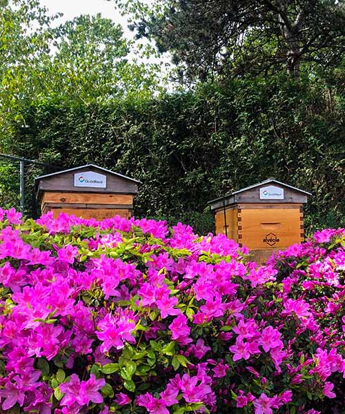 Two QuadReal beehives sit behind a patch of pink flowers. ESG leader