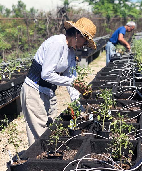 A gardener plants seedlings in a row of smart pots. fight food insecurity