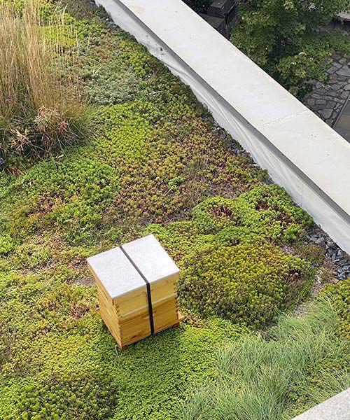 Overhead view of a beehive on a green roof. urban beekeeping technology