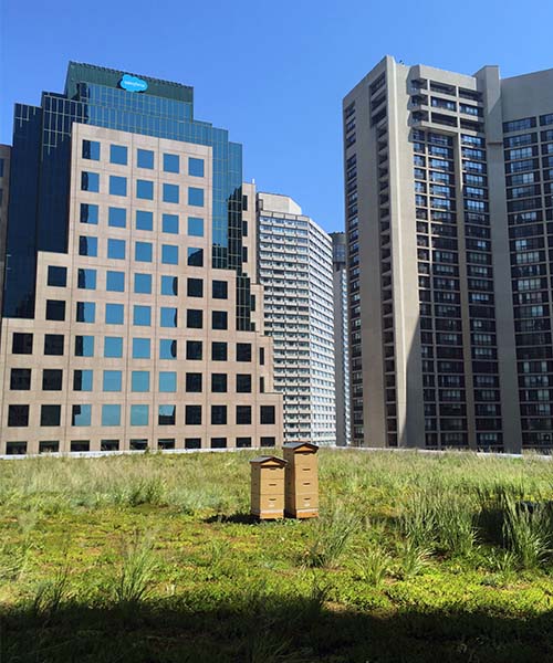 two beehives on a green roof, surrounded by tall buildings. urban beekeeping technology