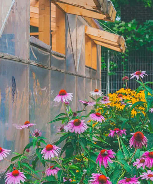 A honey bee on a purple flower. what is pollination