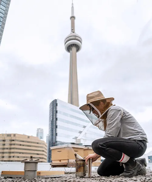 Apicultrice à Toronto s'occupant de ruches sur un toit. perte des colonies d'abeilles