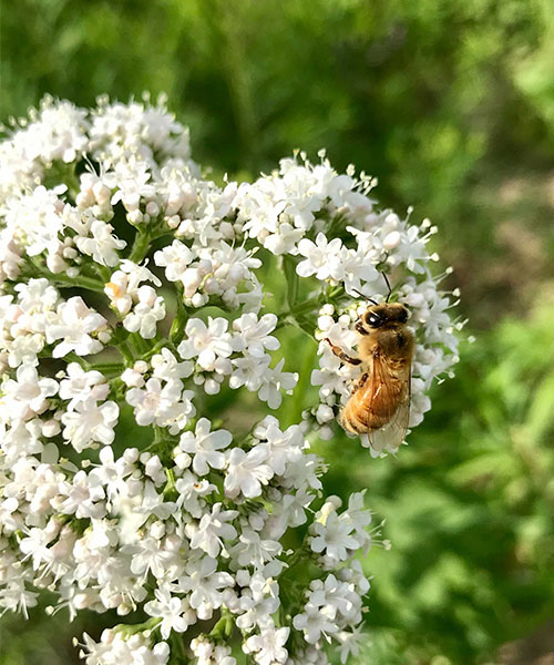 Une abeille sur les fleurs blanches. perte des colonies d'abeilles