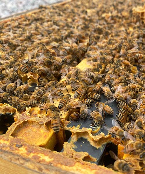 Abeilles dans une ruche. perte des colonies d'abeilles