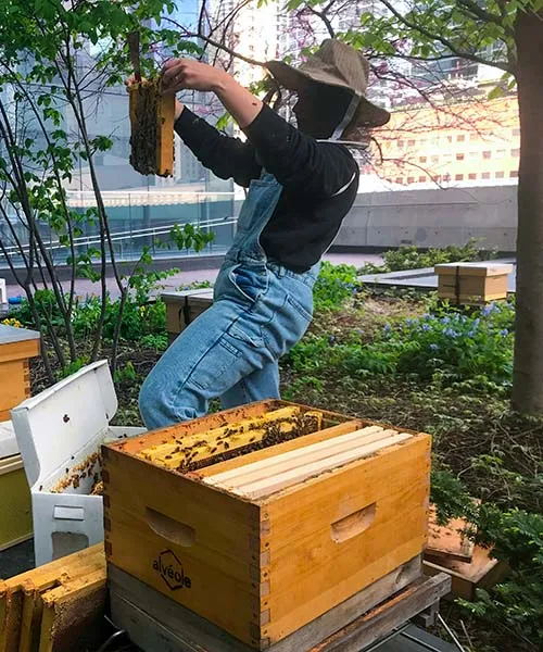 Une apicultrice inspecte un cadre d'abeilles