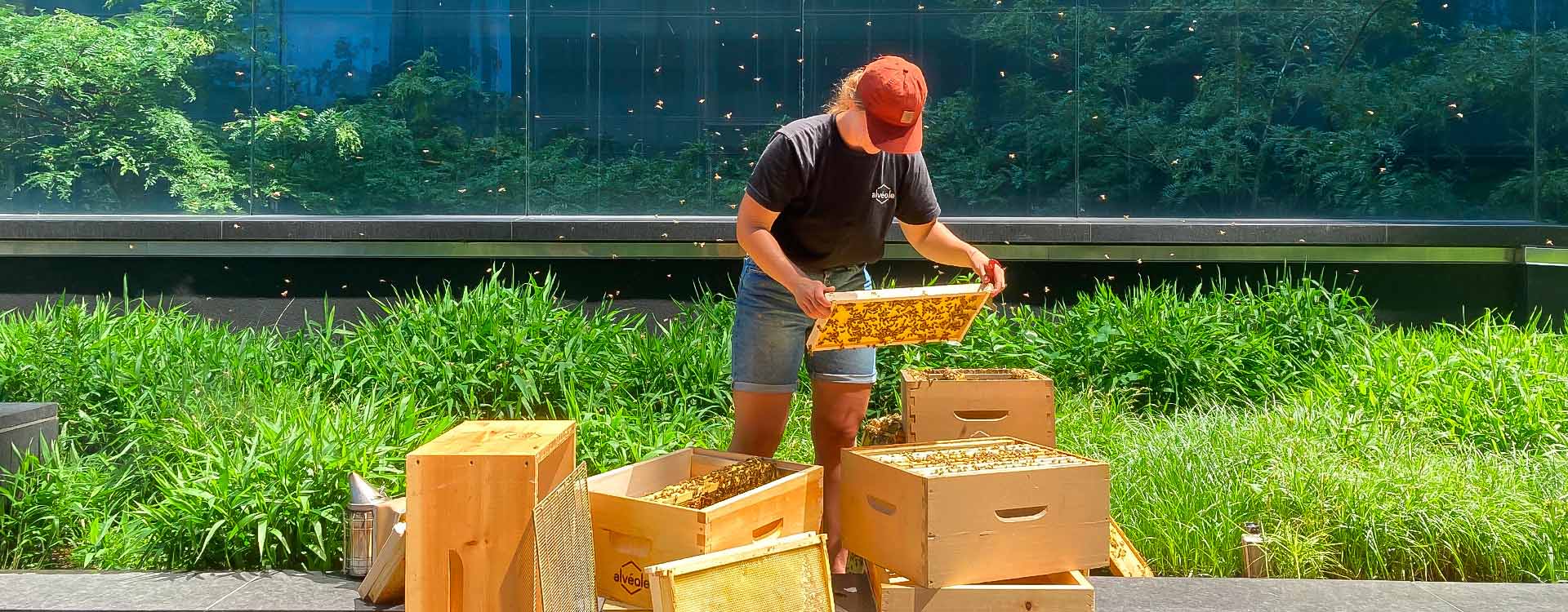 A beekeeper inspects a beehive in on a rooftop, surrounded by long green grasses and shrubs. ESG leader