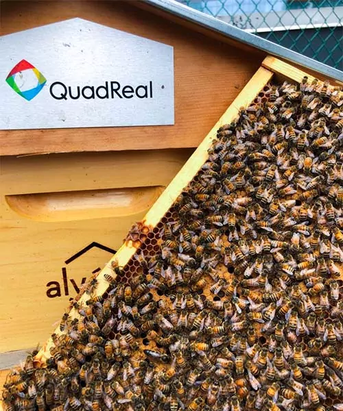 A frame of honey bees held in front of a QuadReal beehive
