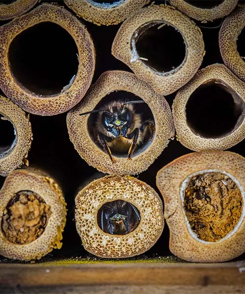 A wild bee emerging from a tube in a bee hotel. save the bees