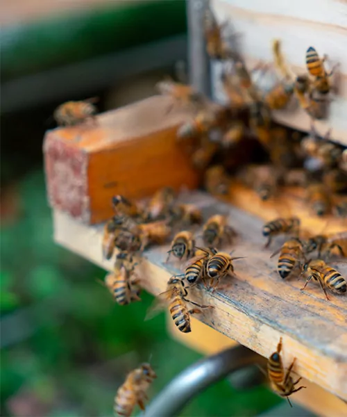 Honey bees entering an Alvéole hive. save the bees