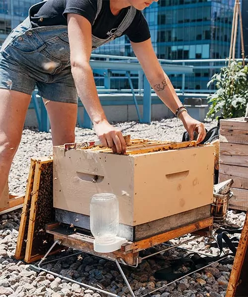 An Alvéole beekeeper inspects a rooftop beehive. earn green building certification points