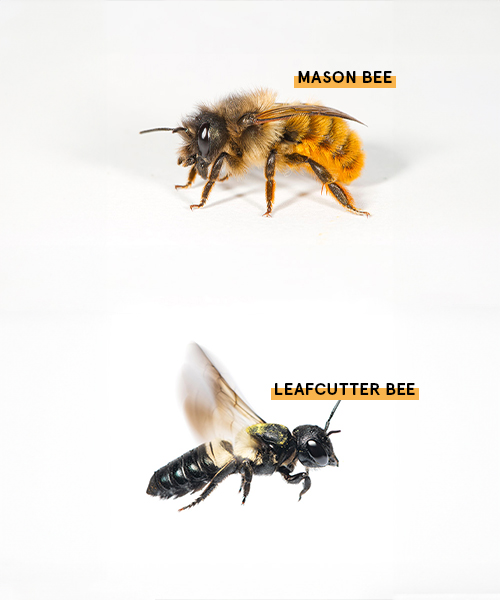 A beehive with many bees flying towards it and crawling into the entrance