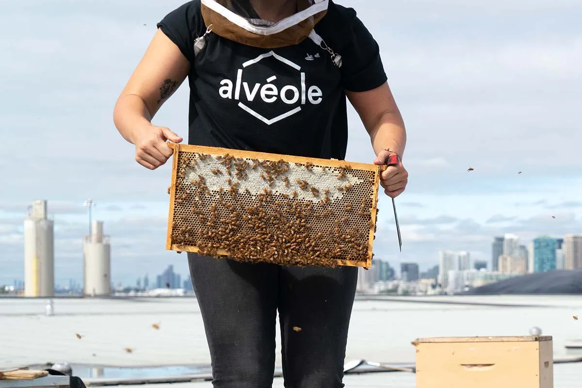 An Alvéole beekeeper holds a frame of honey bees on a rooftop with a city skyline behind them. what is pollination