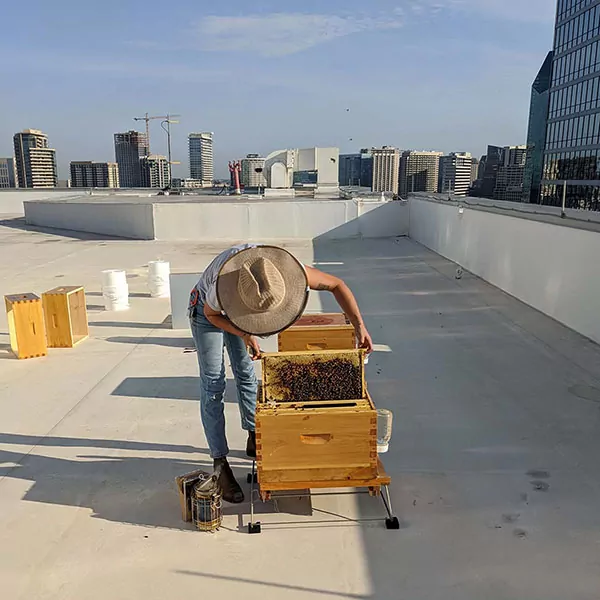 Honey-bee-hive-installation-care-and-maintenance. apiculture urbaine durable