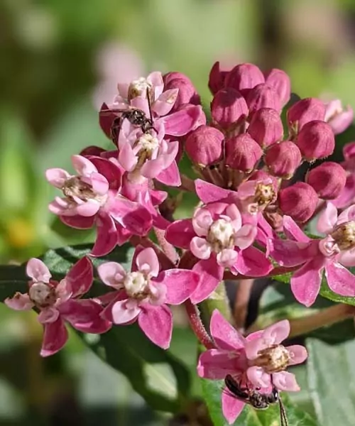 Asclepia with wild bee. ways to protect pollinators