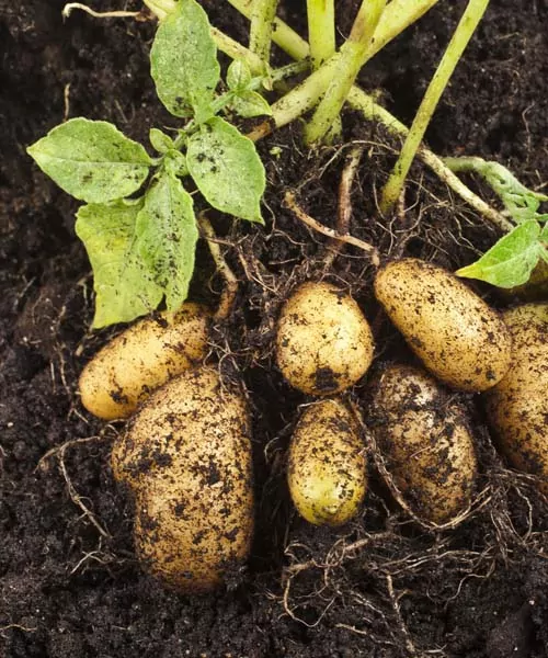 Potatoes in soil