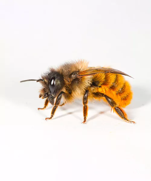 A mason bee