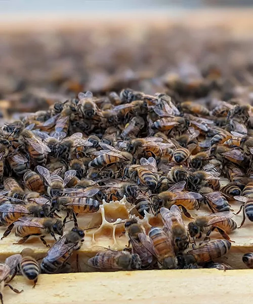 Dozens of honey bees crawl amongst the frames in their hive. roles of a worker bee.